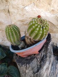 coppia cactus 