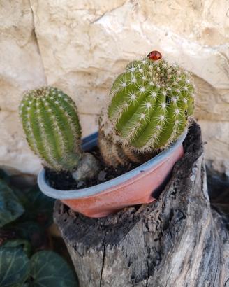 coppia cactus 