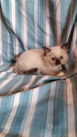 Ragdoll cuccioli