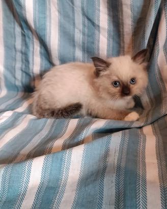 Ragdoll cuccioli