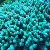 Coralli acquario marino