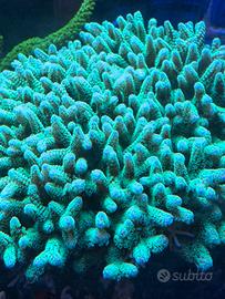 Coralli acquario marino