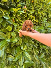 Cuccioli barboncino