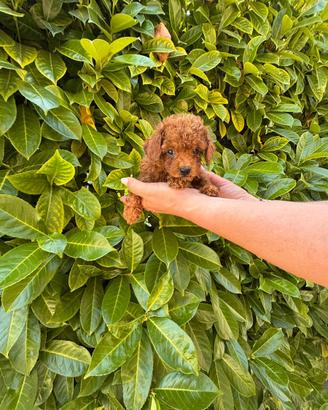 Cuccioli barboncino