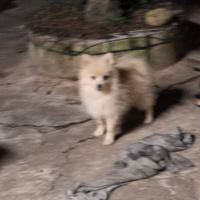 Cuccioli di volpino spitzen medio