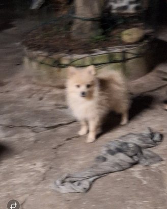 Cuccioli di volpino spitzen medio