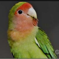 Inseparabile femmina