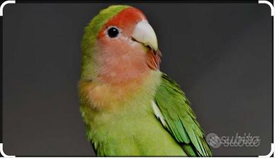 Inseparabile femmina