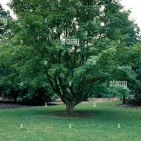 Esemplari di Noce della Cina.