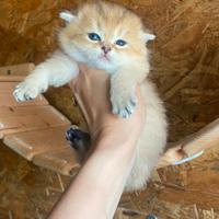 Scottish straight Golden