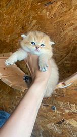 Scottish straight Golden