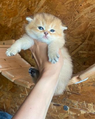 Scottish straight Golden