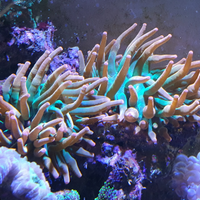 Anemone entacmaea quadricolor "sunburst" marino