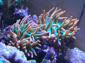 Anemone entacmaea quadricolor "sunburst" marino