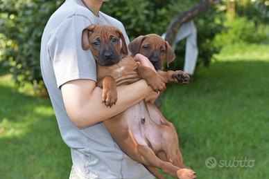 Cuccioli di Rhodesian Ridgeback