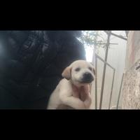 Batuffoli di pincher mix volpino