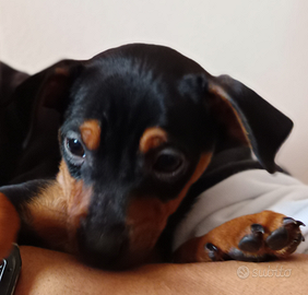 Pinscher Toy cucciolo femmina 2 mesi