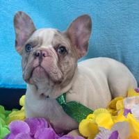 Cucciolo di bulldog francese maschio