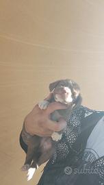 Cucciolo maltipoo albicocca toy