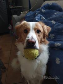 Border collie di 3 anni