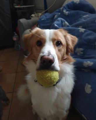 Border collie di 3 anni