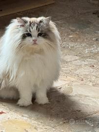 Splendidi gattini Ragdoll e British Shorthair