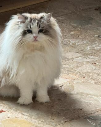 Splendidi gattini Ragdoll e British Shorthair