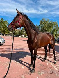 Cavalla trottatrice italiana ,iscritta fattrice