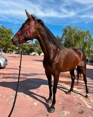 Cavalla trottatrice italiana ,iscritta fattrice