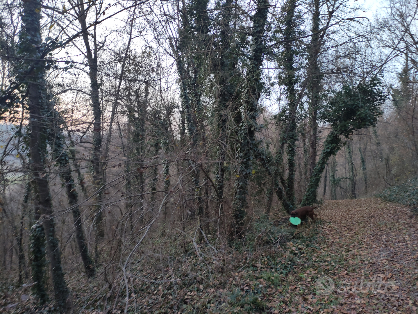 Terreno agricolo con bosco ceduo - Vista 5