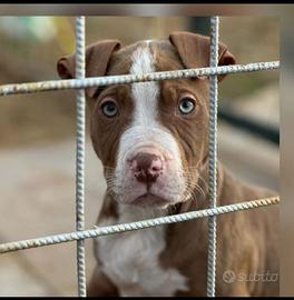 Pit bull ukc rednose