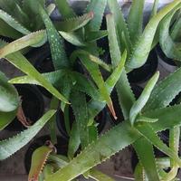 Aloe vera 6 vasi diametro 10cm