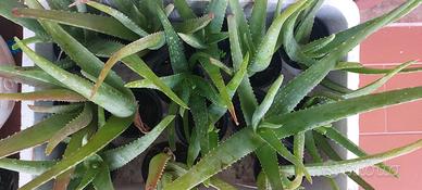Aloe vera 6 vasi diametro 10cm