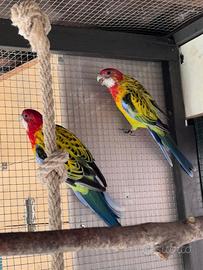 Coppia roselle manto dorato