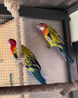 Coppia roselle manto dorato