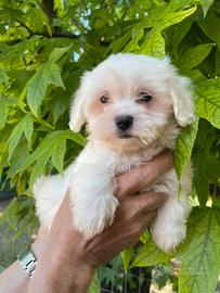 Cucciolo di maltese maschio