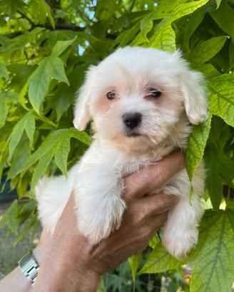 Cucciolo di maltese maschio