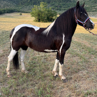 Cavalla per principianti