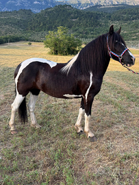 Cavalla per principianti