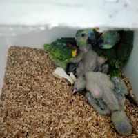 Pulletti da allevate a mano