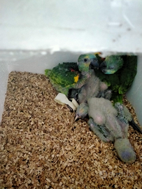 Pulletti da allevate a mano