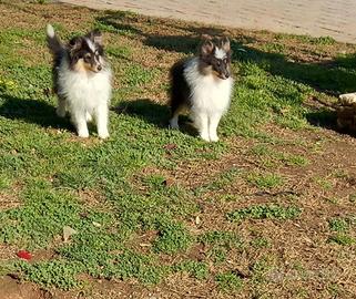 Pastore shetland il piccolo lassie in miniatura