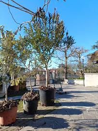 albero di oleandro antica varieta'