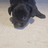 Incrocio Shitzu-Chihuahua