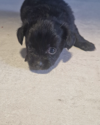 Incrocio Shitzu-Chihuahua