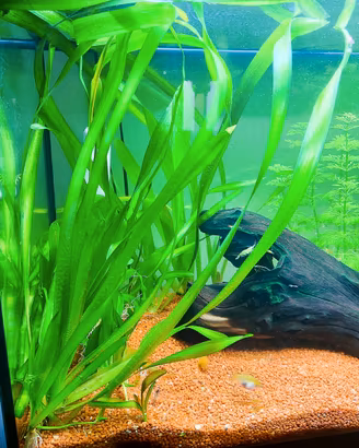 Vallisneria Gigantea