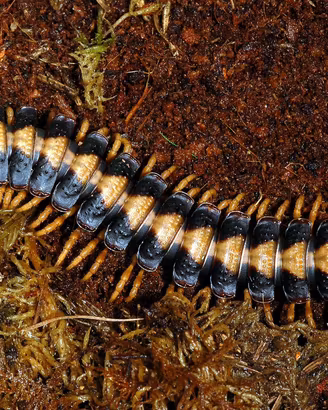 Giovani di Coromus Vittatus