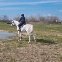 Pony
