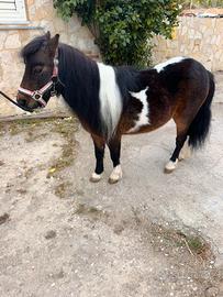 Mini pony