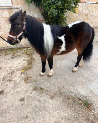 Mini pony